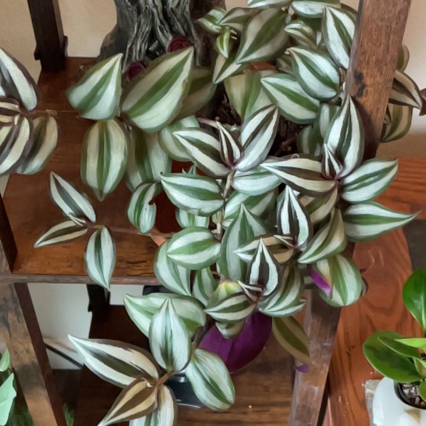 Tradescantia Zebrina Is Toxic To Dogs 🐶