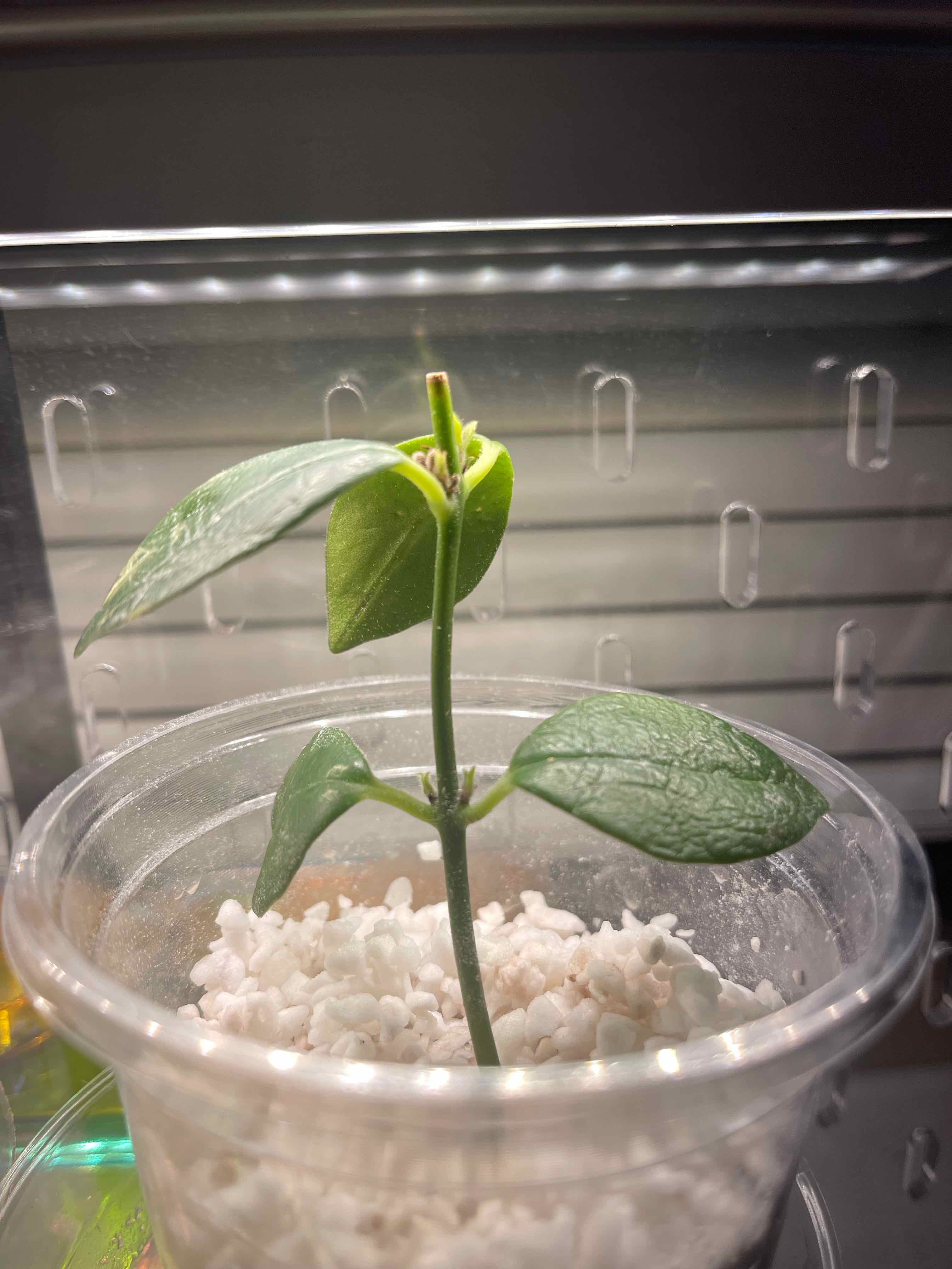 Young Lipstick Plant in a clear container with white soil, healthy green leaves.