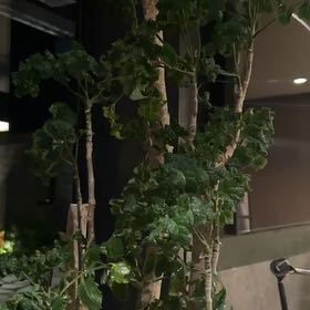 Photo of the plant species Black Aralia Polyscias by @LavishKūmarahou named Luna on Greg, the plant care app