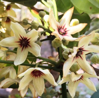 Photo of the plant species Kola Nut Tree by @SincereLimetuff named Kobe on Greg, the plant care app