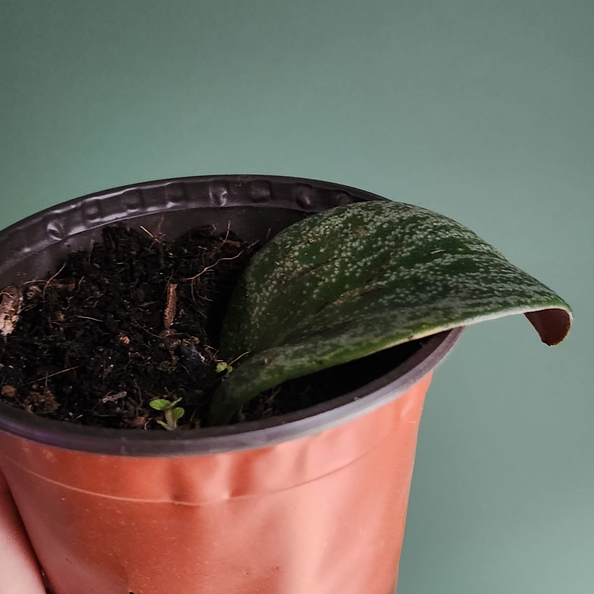 Photo of the plant species Pondo Cliff Crassula by @PlantBeach named Penelope on Greg, the plant care app