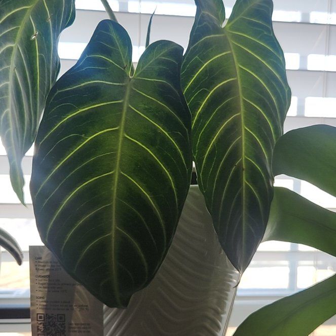 Photo of the plant species Caladium Iindenii by @PlantBeach named Lebron on Greg, the plant care app