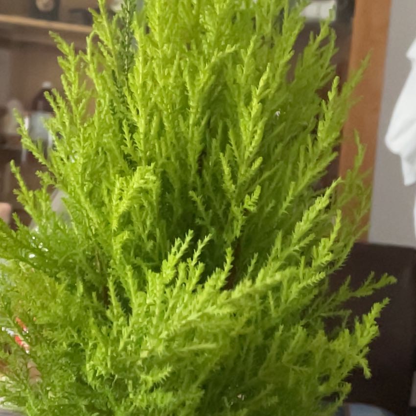 Photo of the plant species Monterey Cypress by @ZealSuncup named Limy on Greg, the plant care app