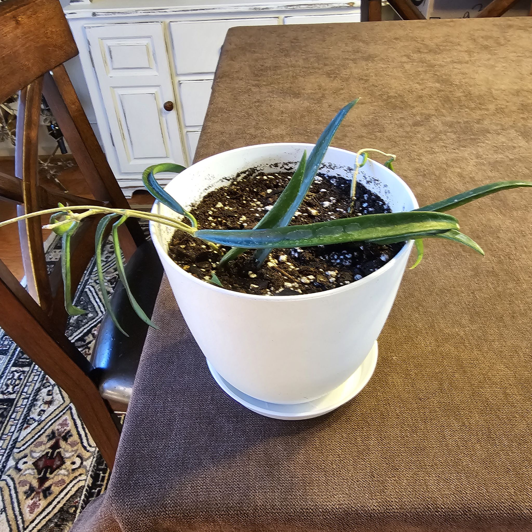 Hoya shepherdii plant in a white pot on a table with visible soil.