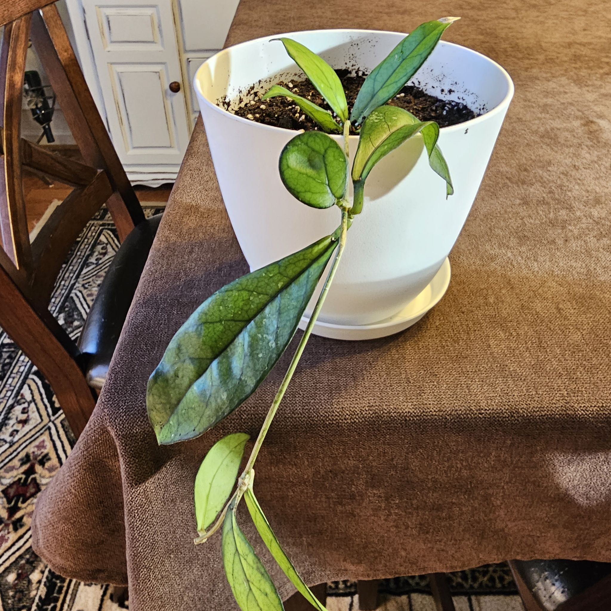 Potted Porcelain Flower plant with some yellowing leaves on a table indoors.
