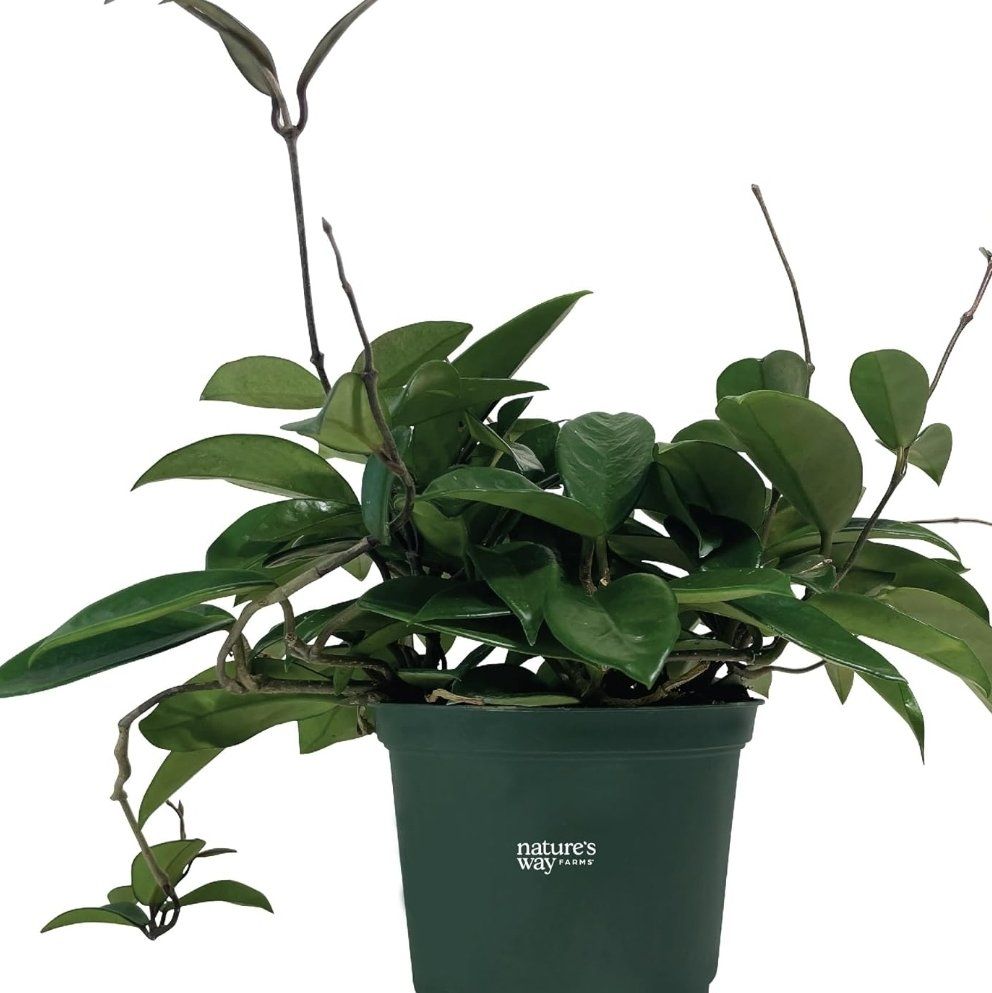 Hoya australis 'Bordvare' plant in a green pot, healthy with vibrant green leaves.