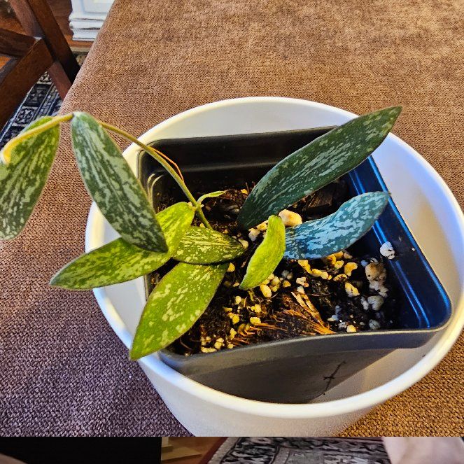 Photo of the plant species Hoya Sigillatis Borneo by @ProlificHeather named LiloStitch on Greg, the plant care app
