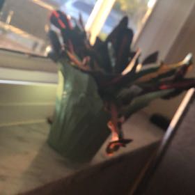 Photo of the plant species Croton 'Norma' by @UndoubtedMayten named Apollo on Greg, the plant care app