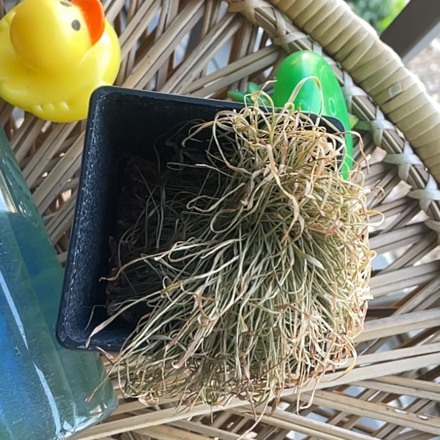 A small potted cat grass plant with dry, discolored leaves on a wicker surface with toys.