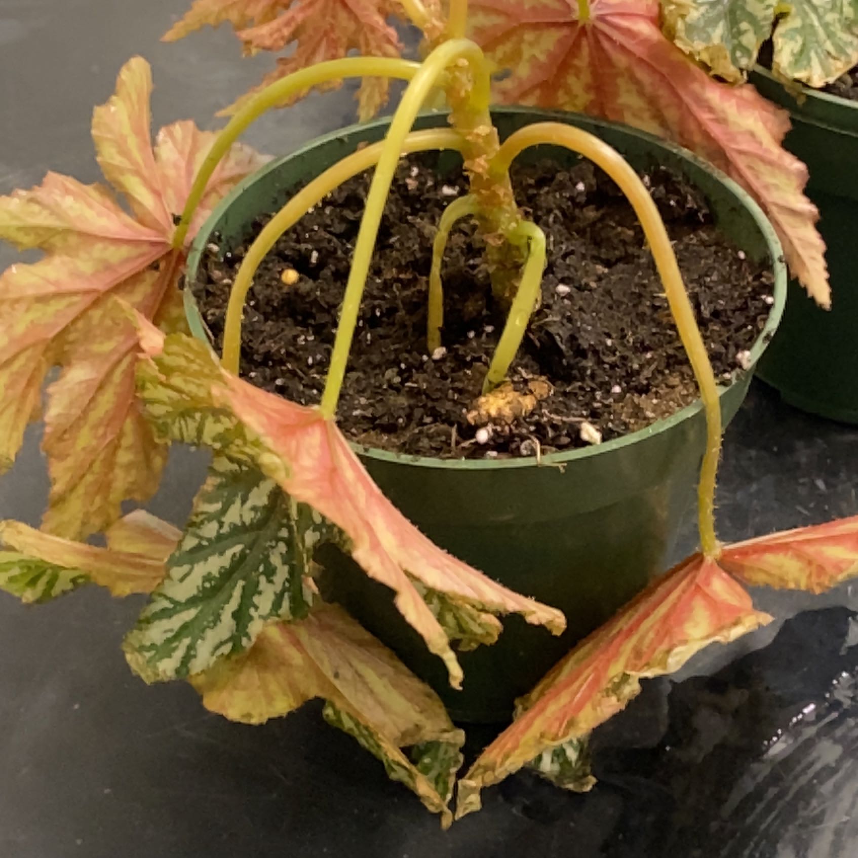 Why Are My Rex Begonia Leaves Falling Over?