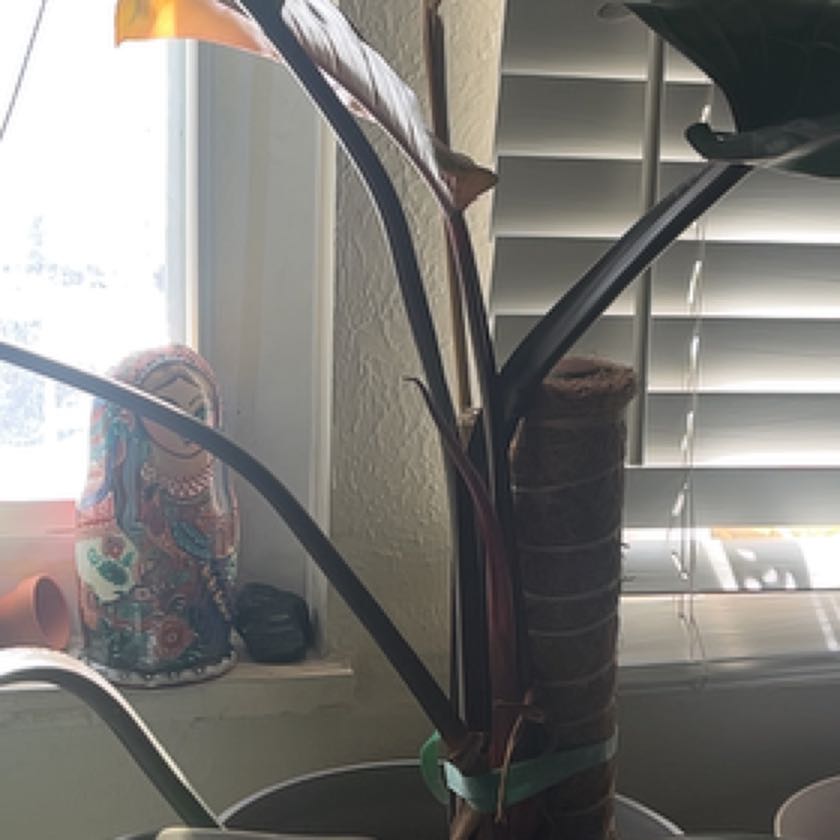 Photo of the plant species Philodendron rubrocinctum 'Platinum' by @HonestBreweroak named Athena on Greg, the plant care app