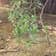 Calculate water needs of Annual Ragweed