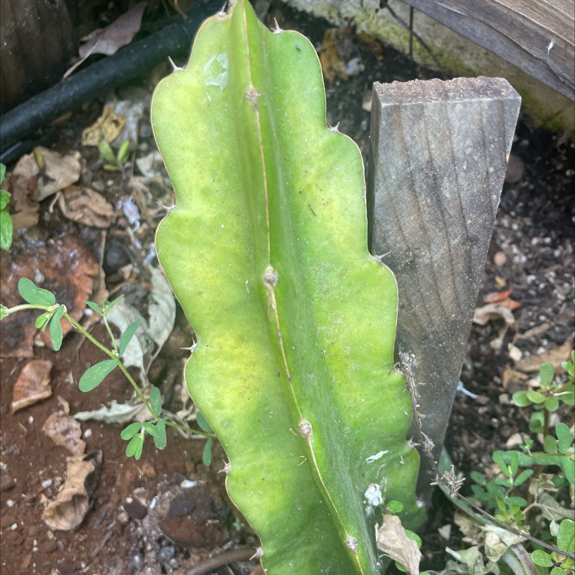 Night-Blooming Cereus leaf with visible yellowing and browning, soil visible.