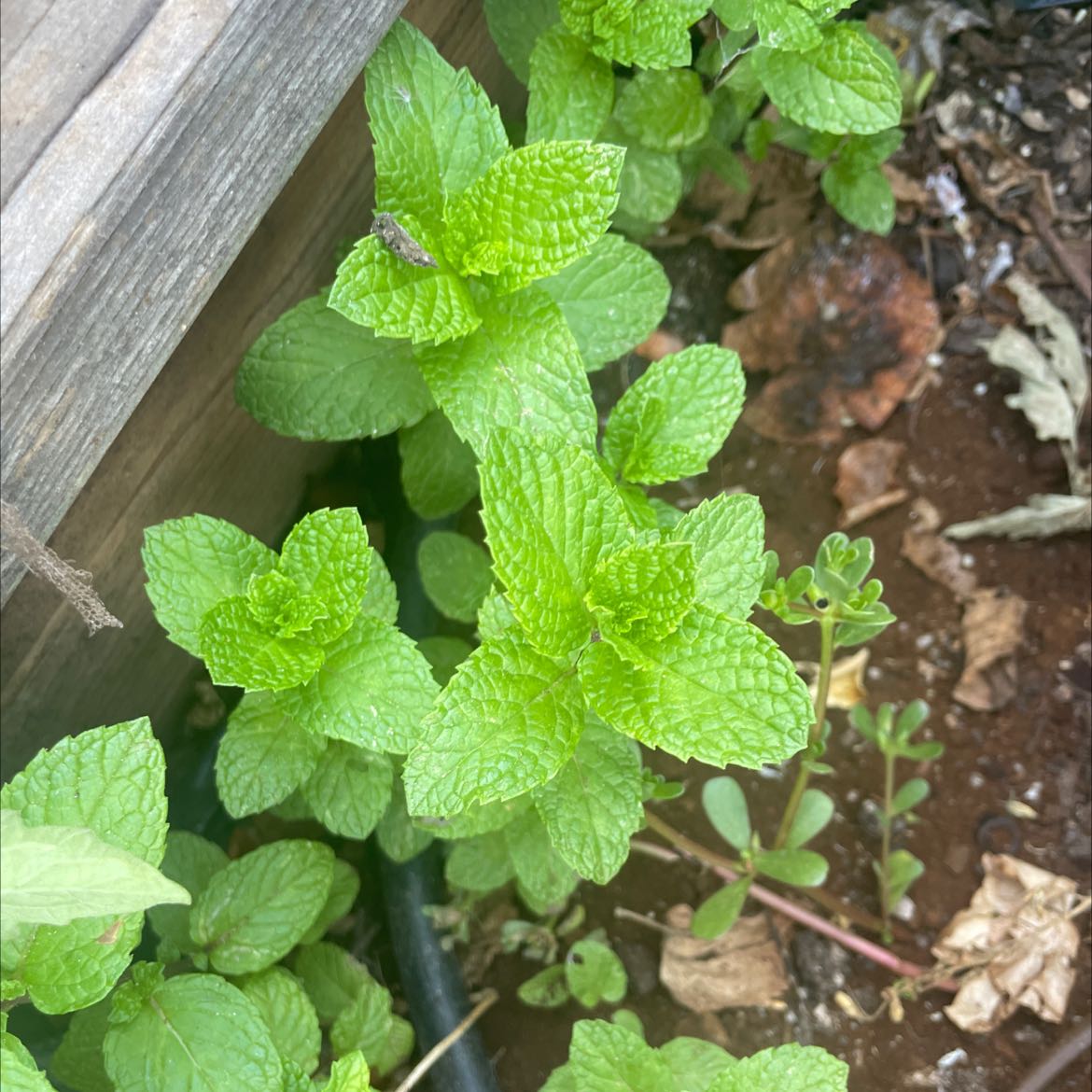 Healthy spearmint plant with vibrant green leaves growing in soil next to a wooden structure.