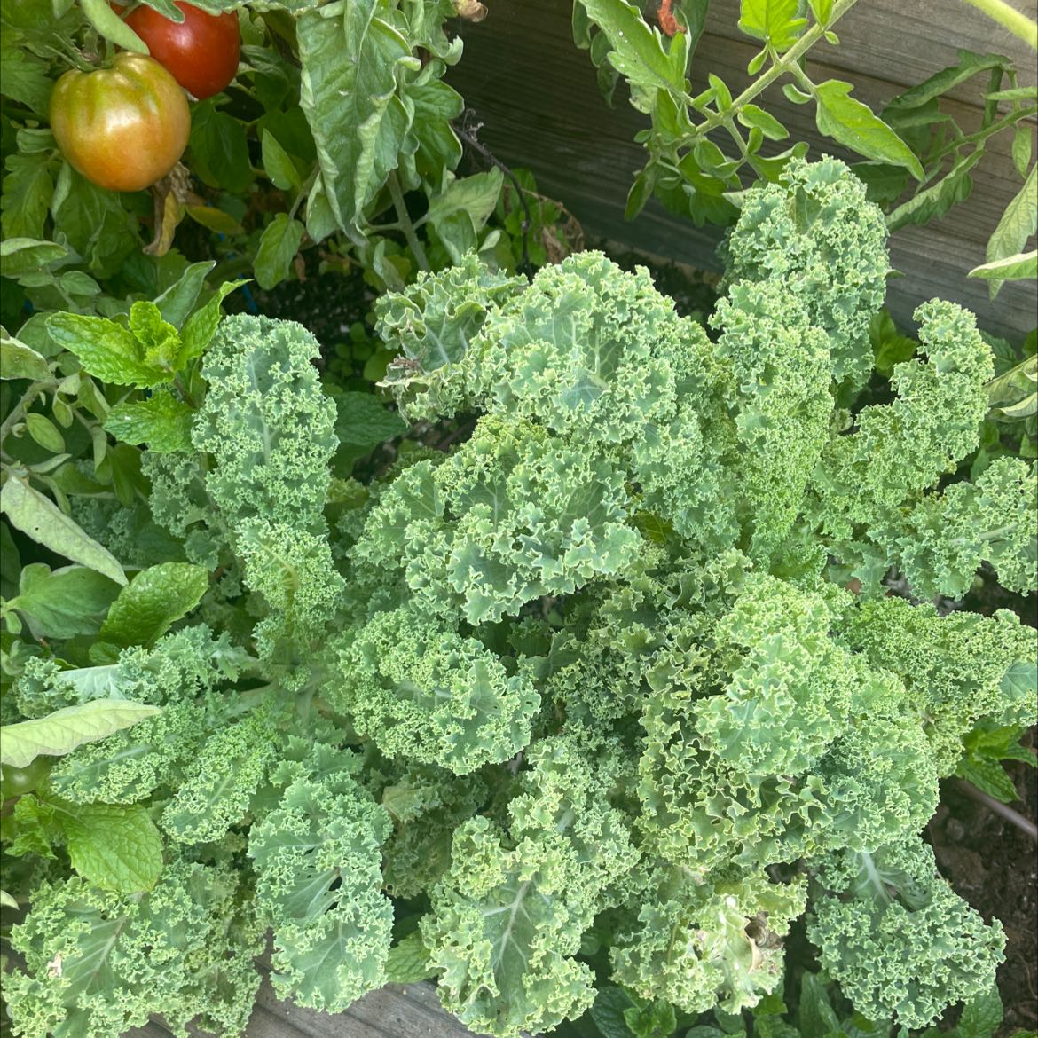 A healthy kale plant with curly blue-green leaves growing next to red tomatoes on the vine.