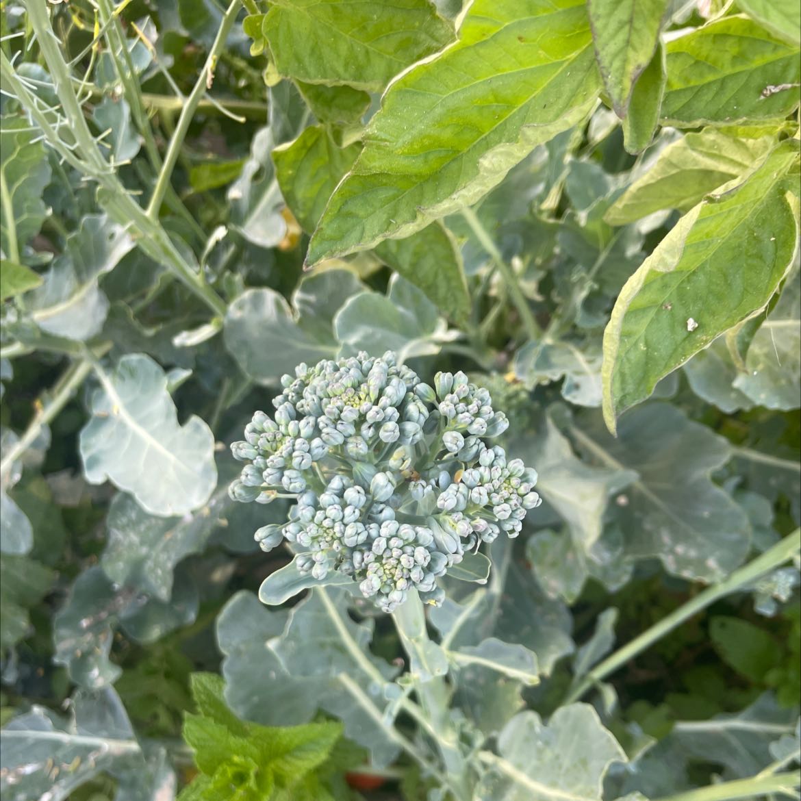 Close-up of a healthy, flowering wild cabbage plant with lush green leaves and dense clusters of small white flowers.