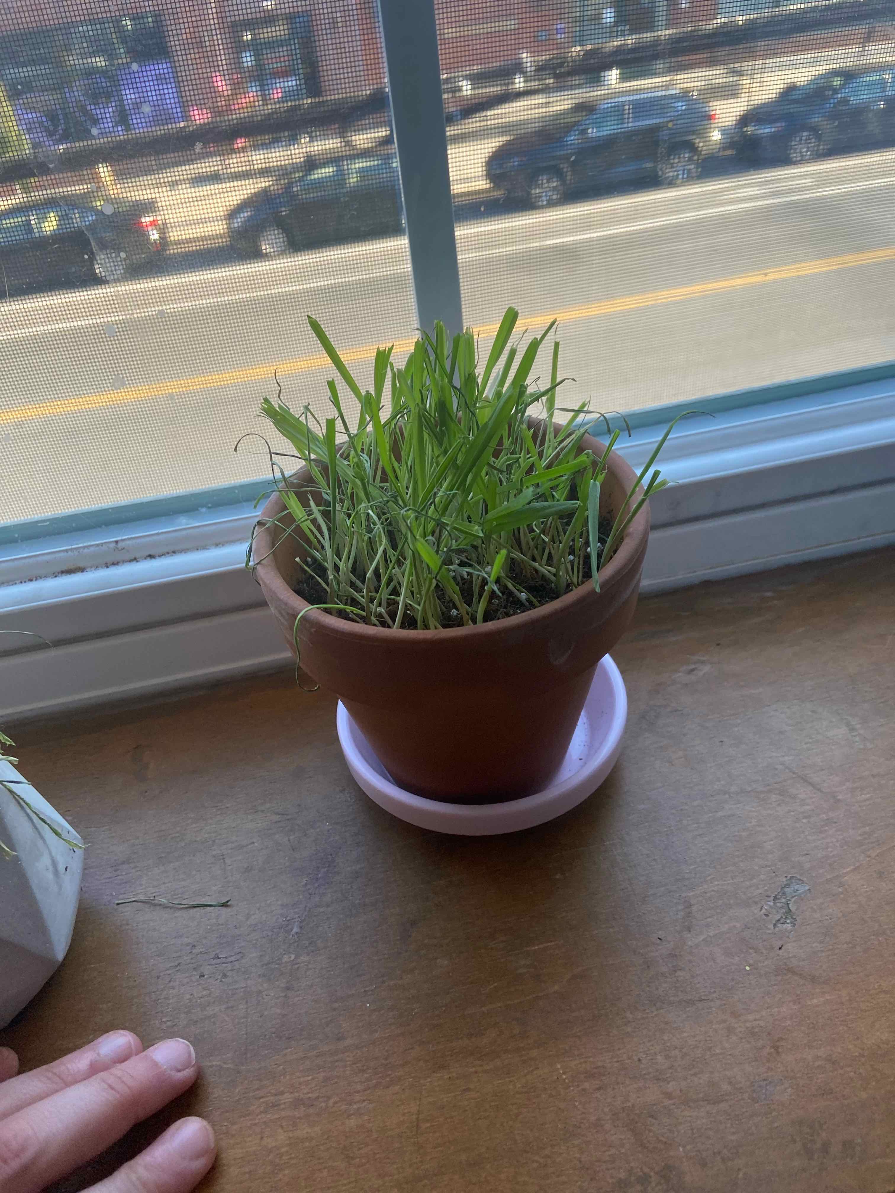Potted cat grass on a windowsill with green leaves, no visible discoloration, and a hand in the bottom left corner.