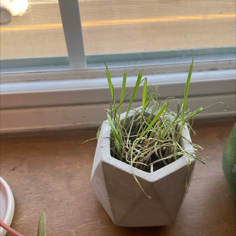 Potted cat grass on a windowsill with some yellowing and browning leaves.