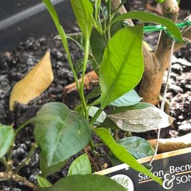 Photo of the plant species Rangpur Lime by @SiestaShores named Fernie Saunders on Greg, the plant care app