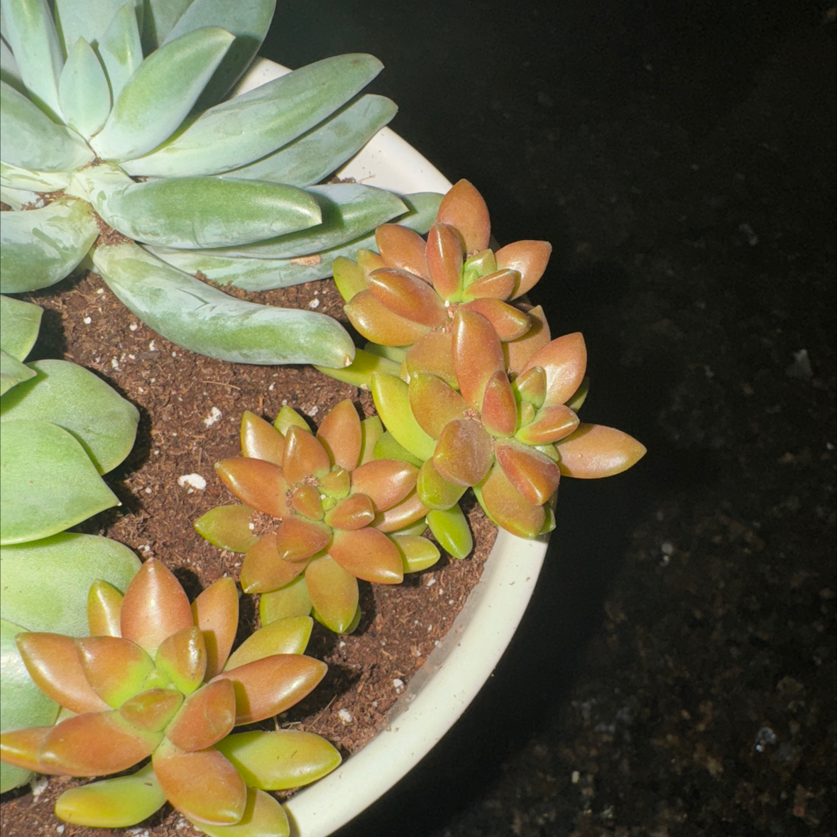 Sedum adolphi 'Shooting Stars' succulent in a pot with visible soil, healthy leaves.