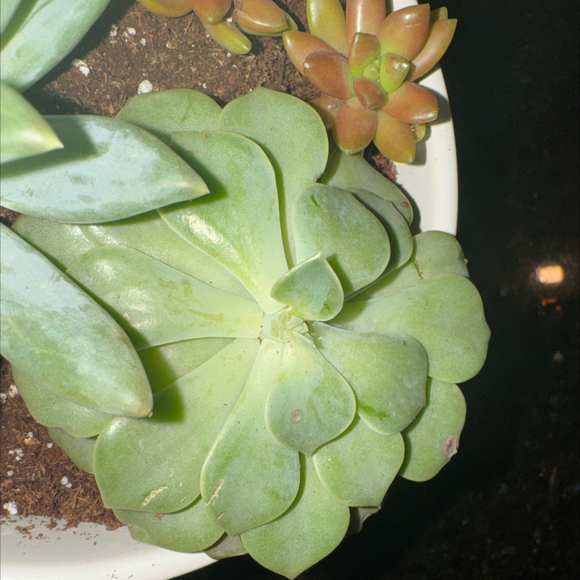 Image of a Taciveria 'Tasha' succulent plant in a pot with visible soil.