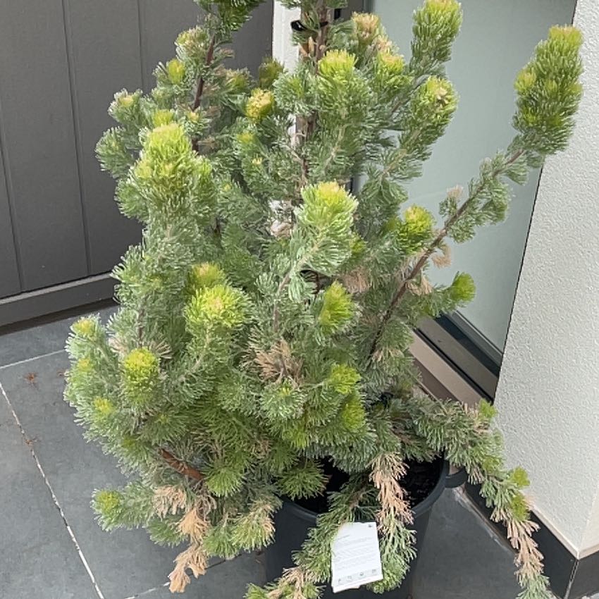 Photo of the plant species Albany Woollybush by @AceIronweed named Zion on Greg, the plant care app