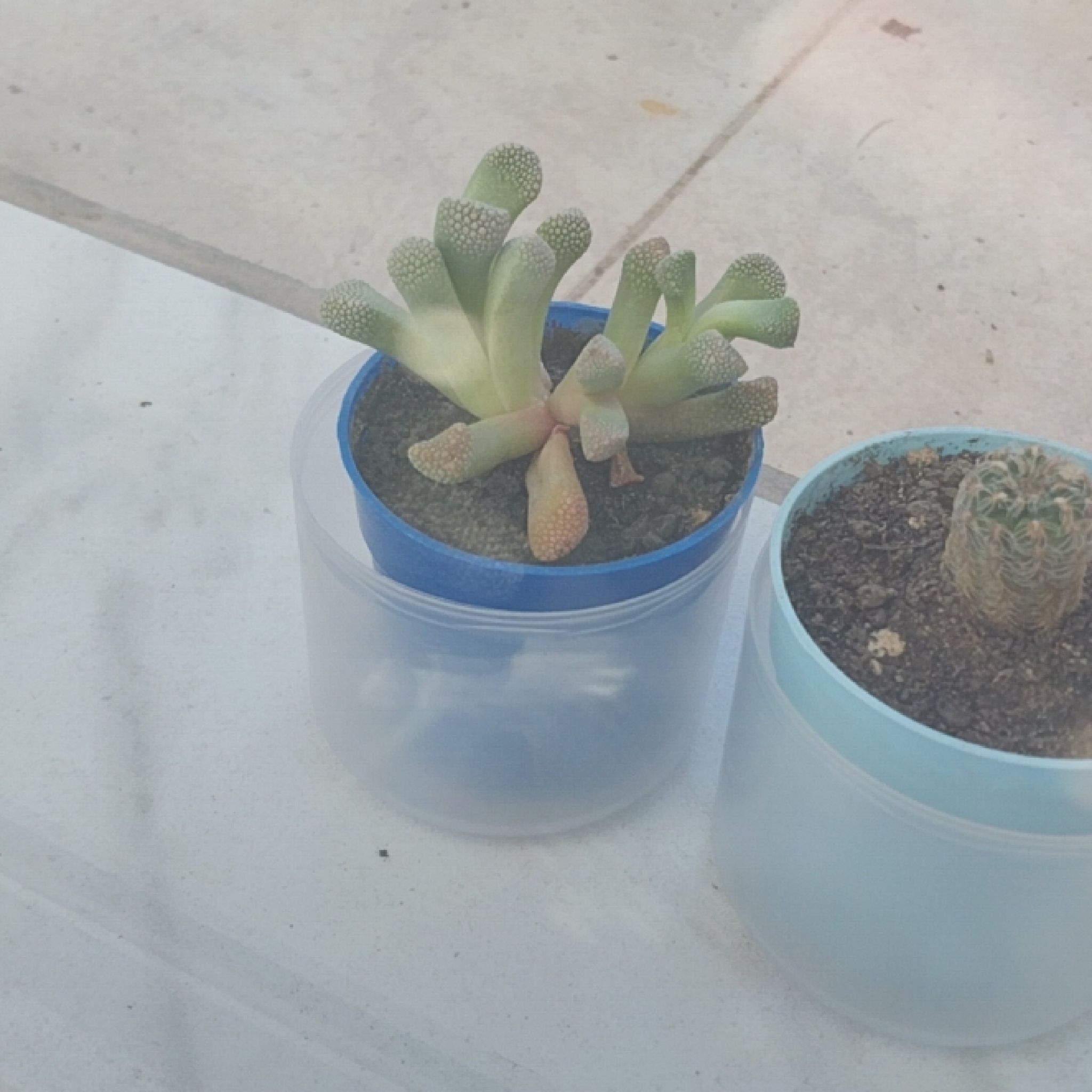 Photo of the plant species Titanopsis primosii by @IdolizedCaraway named Sol on Greg, the plant care app