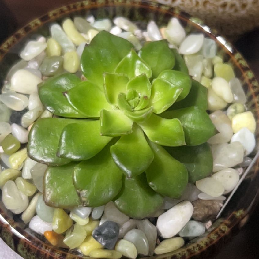 Healthy Sedeveria 'Letizia' plant in a pot with decorative stones.