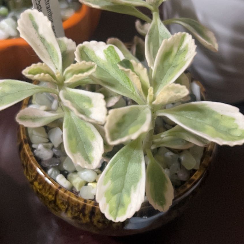 Photo of the plant species Variegated Lobster Flower by @Blubbers named Minty on Greg, the plant care app