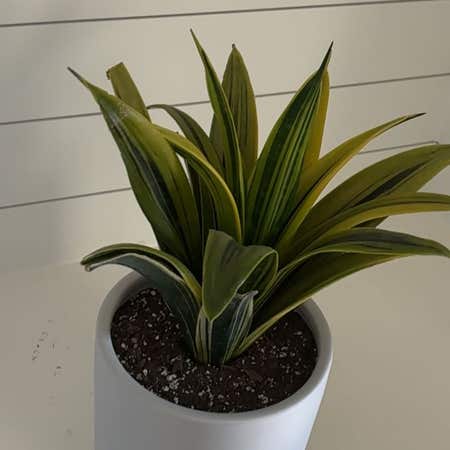 Photo of the plant species Sansevieria 'La Rubia' by @VividCatmint named Ulysses S Plant on Greg, the plant care app