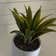 Calculate water needs of Sansevieria 'La Rubia'