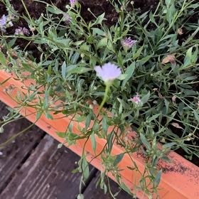Photo of the plant species Seaside Daisy by @FabZebrinarojo named Michelle Branch on Greg, the plant care app