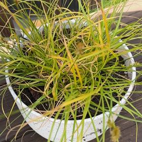 Photo of the plant species Grassland Sedge by @FabZebrinarojo named Khaleesi on Greg, the plant care app