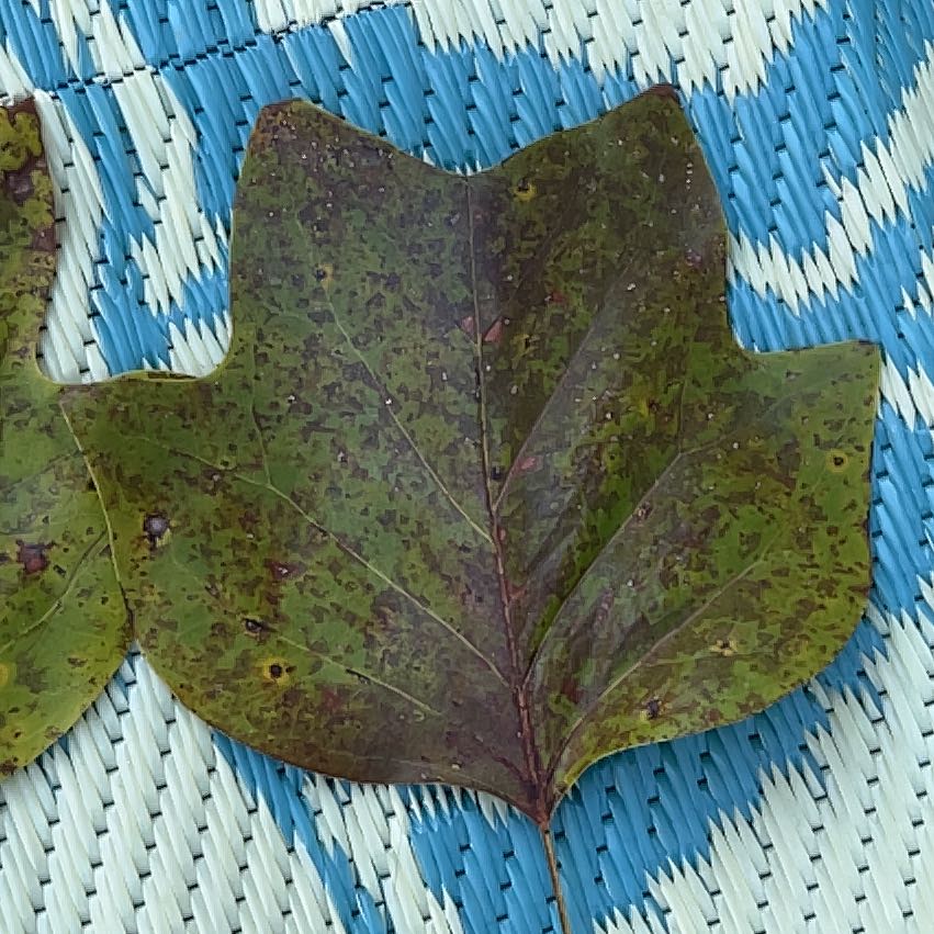 Leaf of an American Sycamore with visible black spots on a patterned surface.