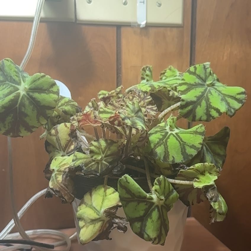Photo of the plant species Rex Begonia Zumba by @DesirableMostii named Sol on Greg, the plant care app