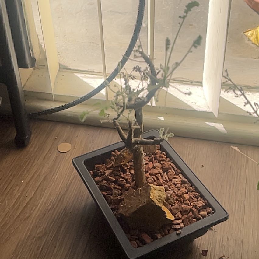 Photo of the plant species Pelargonium alternans by @VividPapaya named Kylie on Greg, the plant care app