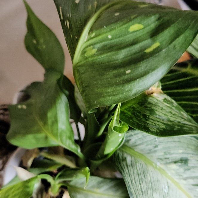 Photo of the plant species Dumb Cane by @CrispRedfir named Khaleesi on Greg, the plant care app