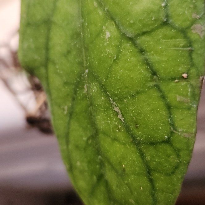 Photo of the plant species Hoya vitellinoides by @CrispRedfir named Dolores on Greg, the plant care app