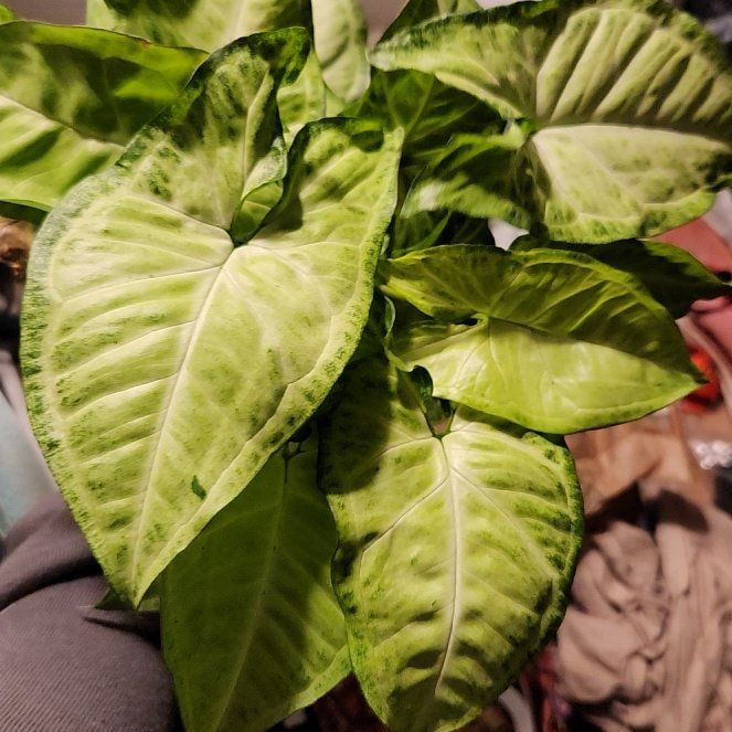 Photo of the plant species Syngonium by @CrispRedfir named Morgan Treeman on Greg, the plant care app