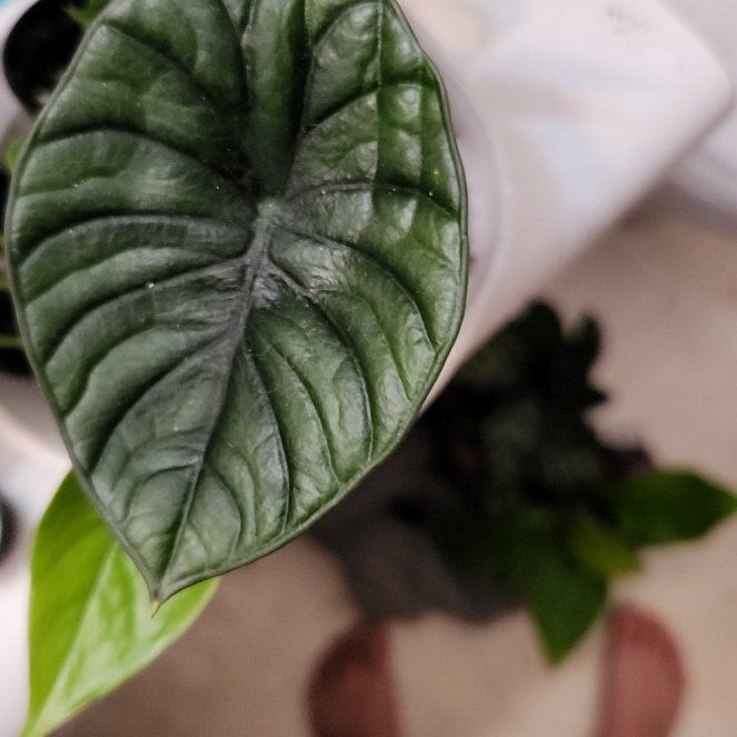 Photo of the plant species Alocasia nebula 'Imperialis' by @CrispRedfir named Orlando Bloom on Greg, the plant care app