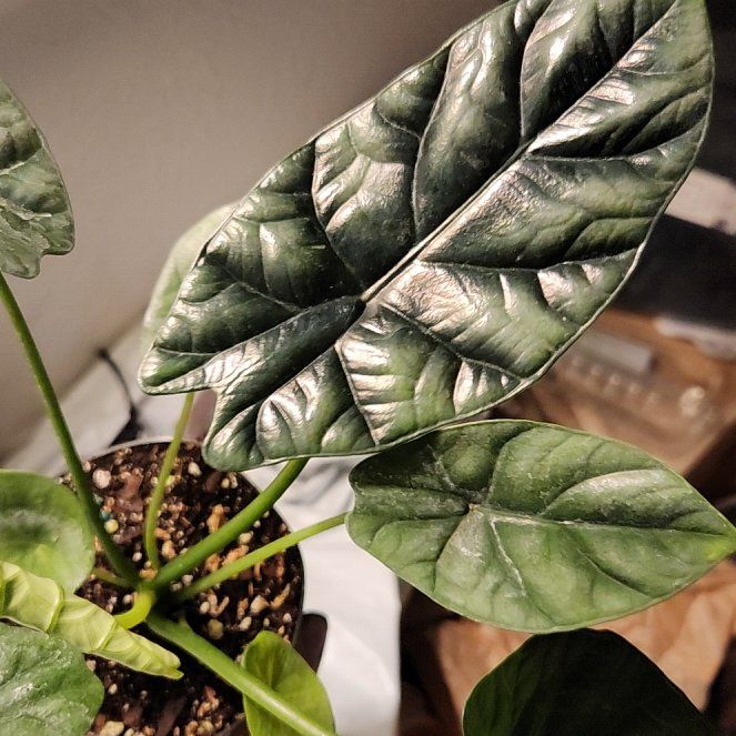 Photo of the plant species Alocasia sinuata 'Quilted Dreams' by @CrispRedfir named Lebron on Greg, the plant care app