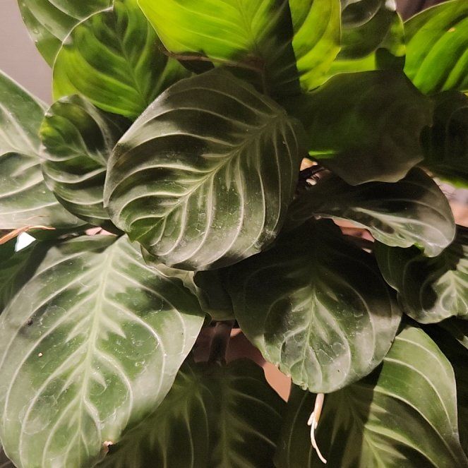 Photo of the plant species Cat Moustache by @CrispRedfir named Harry on Greg, the plant care app