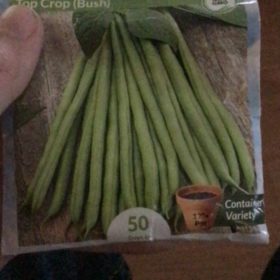 Photo of the plant species Bean Gardne by @UberFrogfruit named Sabrina￼ on Greg, the plant care app