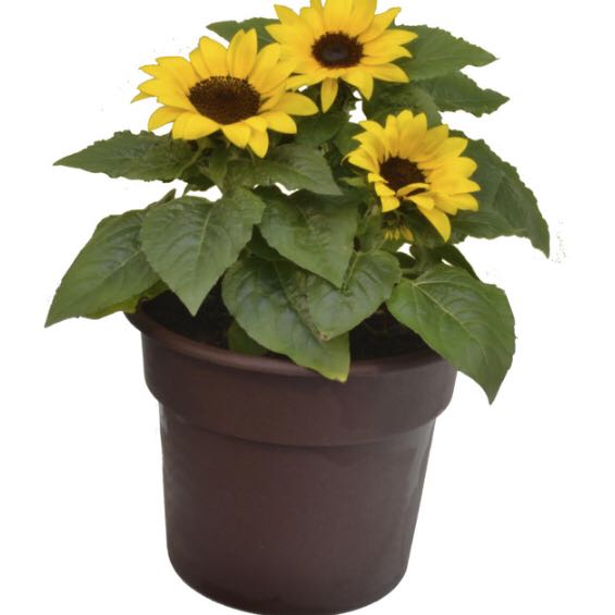 Photo of the plant species Sunspot Dwarf Sunflower by @UberFrogfruit named Einstein on Greg, the plant care app