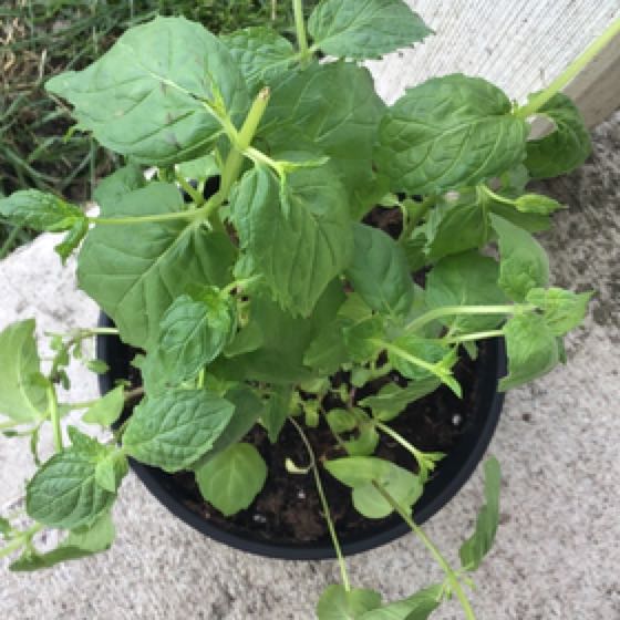 Photo of the plant species Spearmint 'Rhodos' by @UberFrogfruit named Pepper on Greg, the plant care app