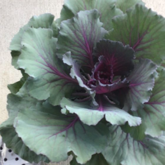 Photo of the plant species Flowering Kale 'Crane Red' by @UberFrogfruit named Sir Plancelot on Greg, the plant care app