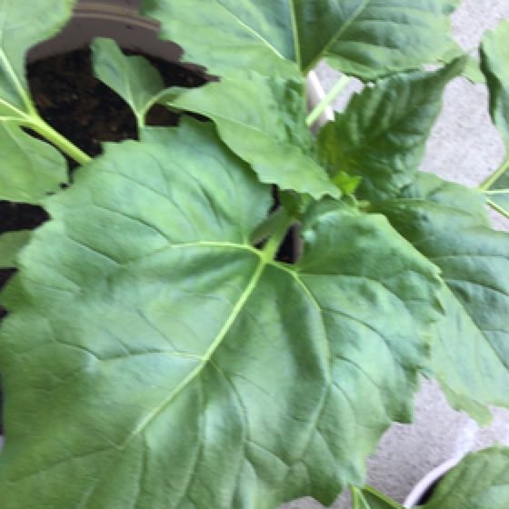 Photo of the plant species Italian White Sunflower by @UberFrogfruit named Sherlock on Greg, the plant care app