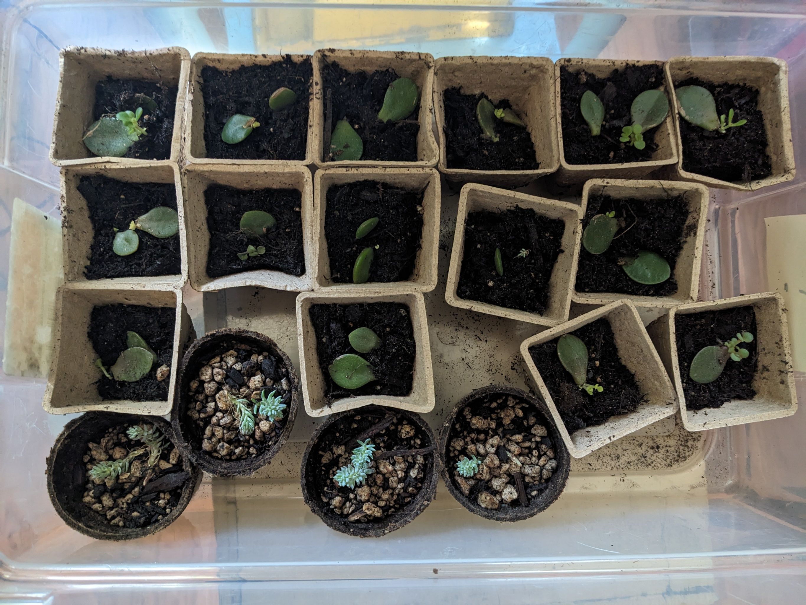Multiple small pots containing young Jade Plant (Crassula ovata) seedlings with visible soil.