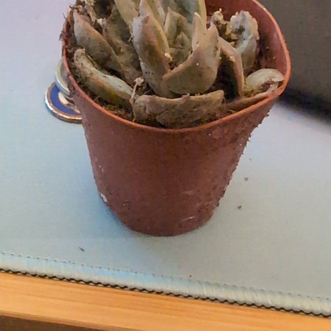 Photo of the plant species Sempervivum 'Black' by @LushPileasugar named Coco on Greg, the plant care app