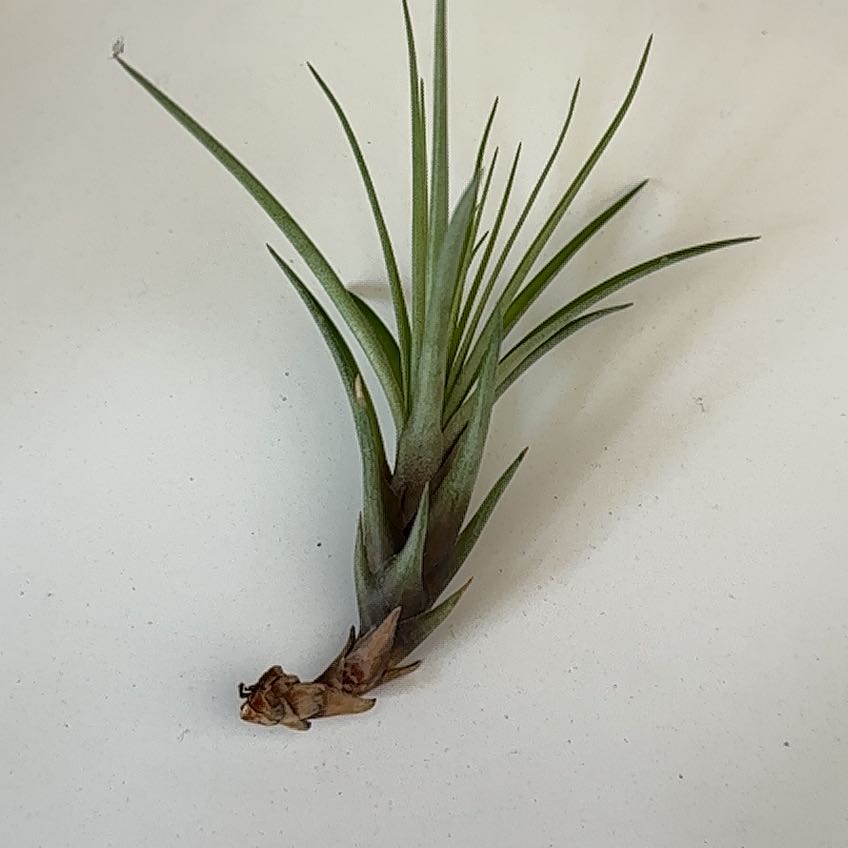 Aeranthos Air Plant with green leaves and some browning at the base.